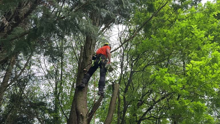 How Our Tree Care Process Works  in  Scott Af, IL