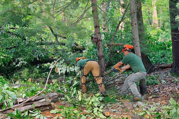 Best Tree Removal  in Scott Af, IL